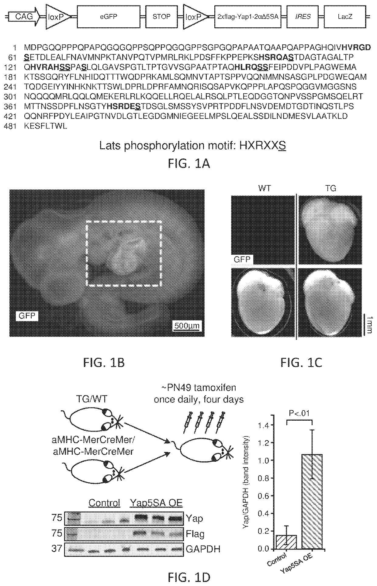 Dominant active yap, a hippo effector, induces chromatin accessibility and cardiomyocyte renewal
