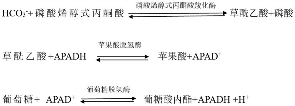 Serum carbon dioxide detection kit and preparation method thereof