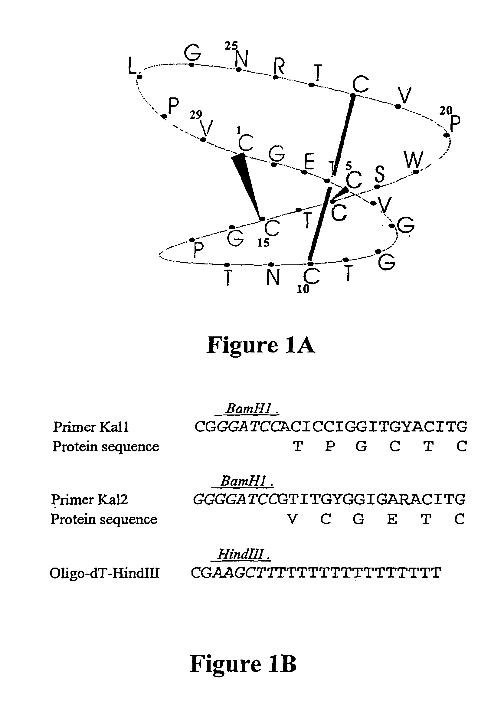 Nucleic acid molecule encoding a cystine knot polypeptide