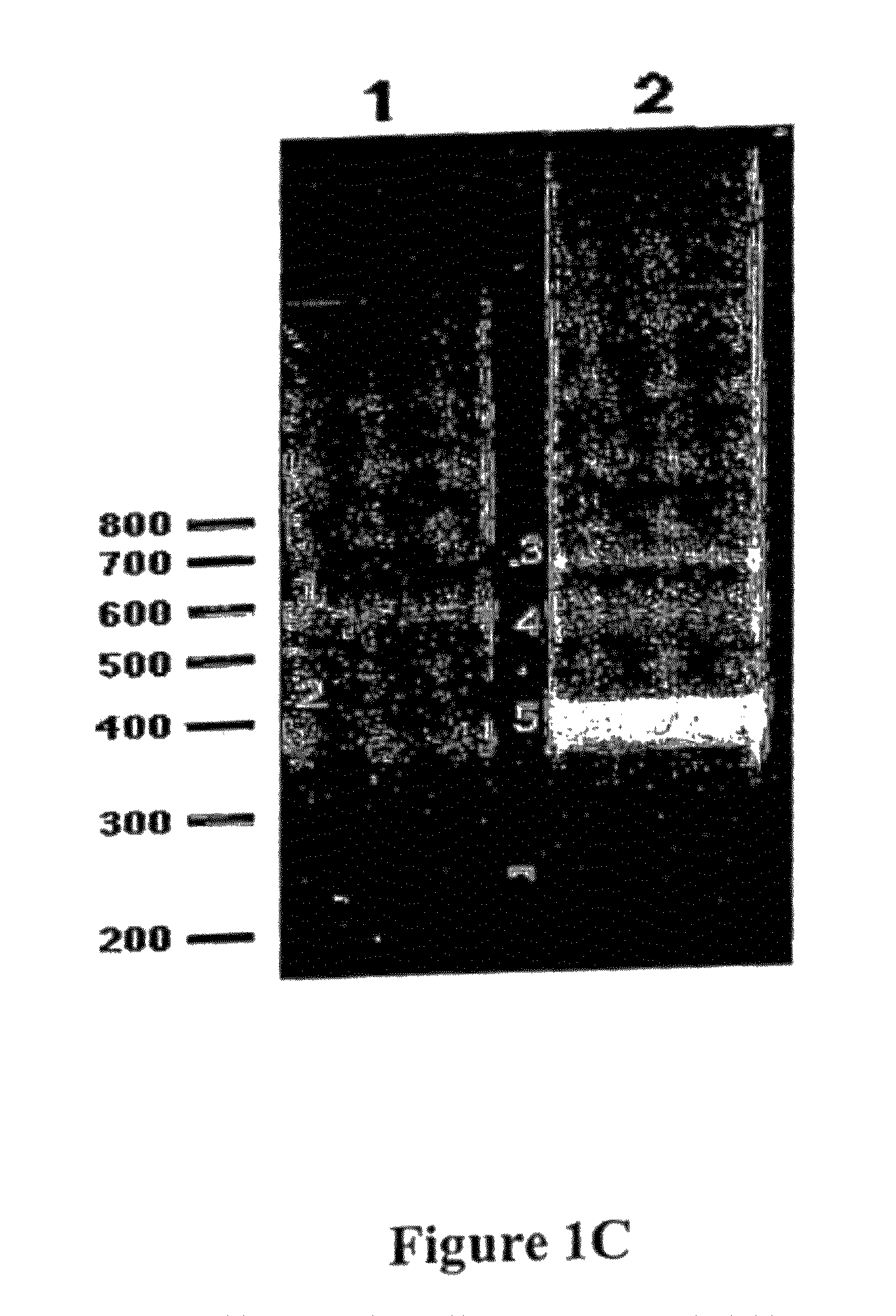 Nucleic acid molecule encoding a cystine knot polypeptide