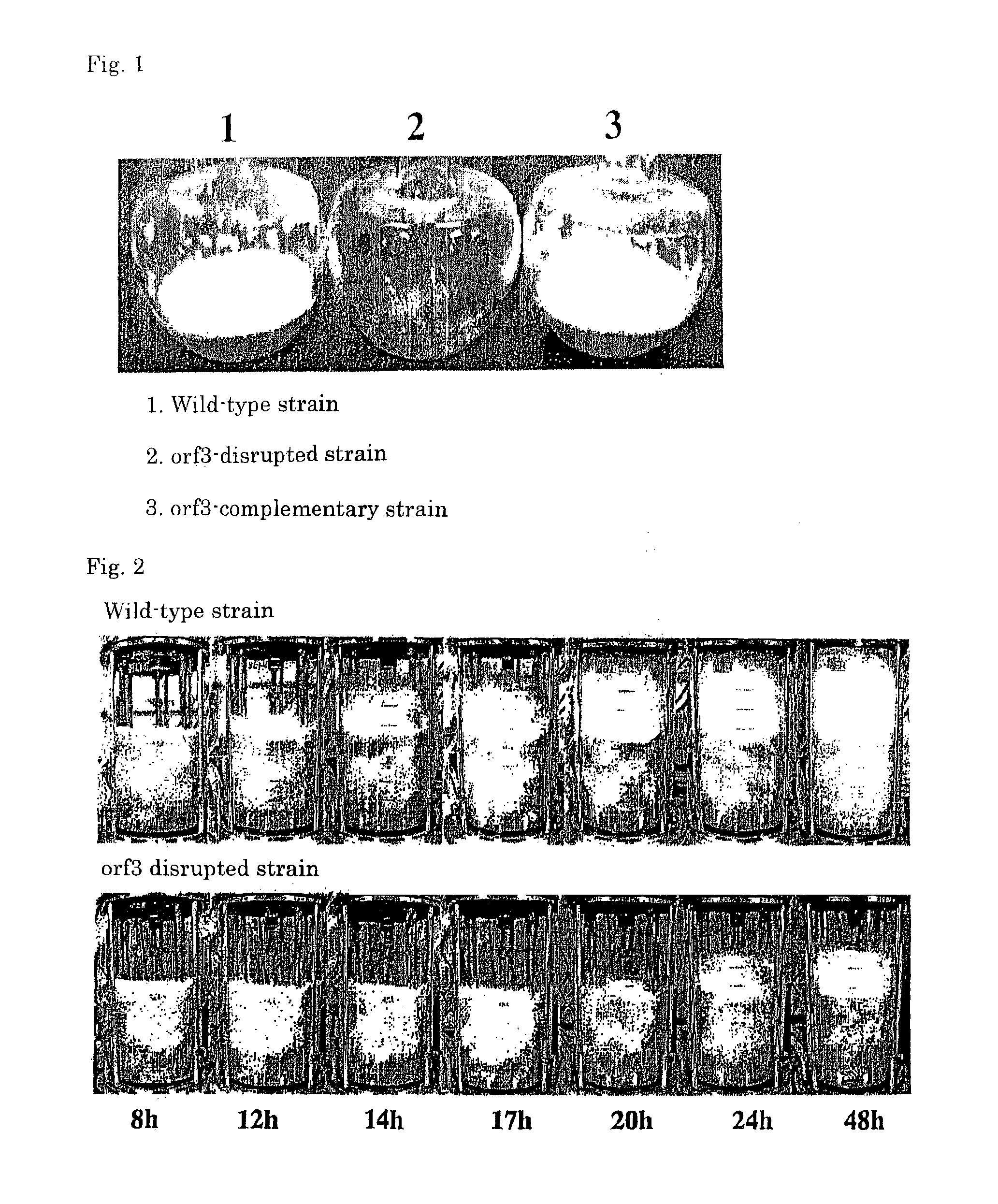 Gene associated with foam formation in acetic acid bacterium, acetic acid bacterium modified to reduce foam formation, and a method for producing vinegar by culturing an acetic acid bacterium modified to reduce foam formation