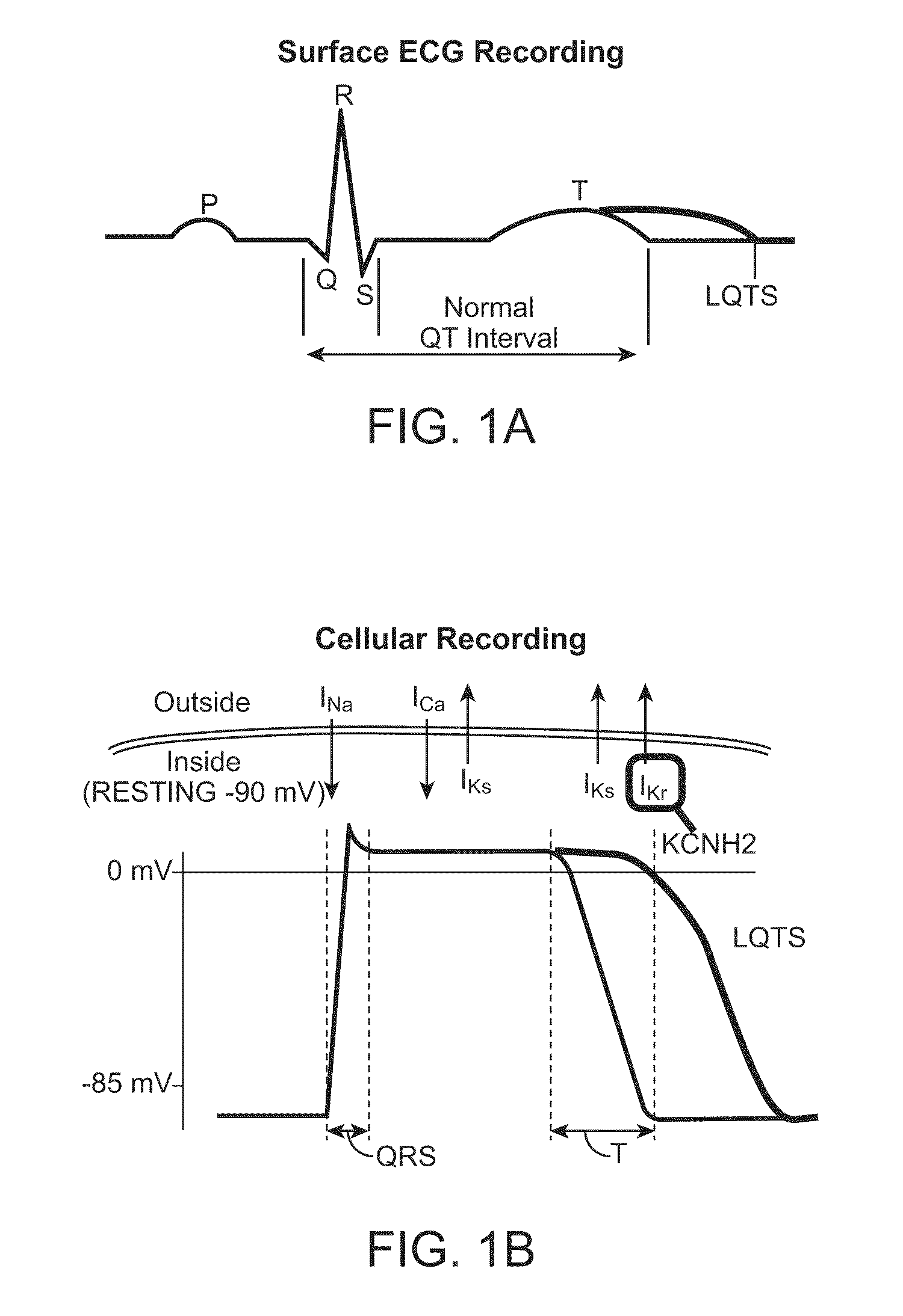Cells and assays for use in detecting long qt syndrome