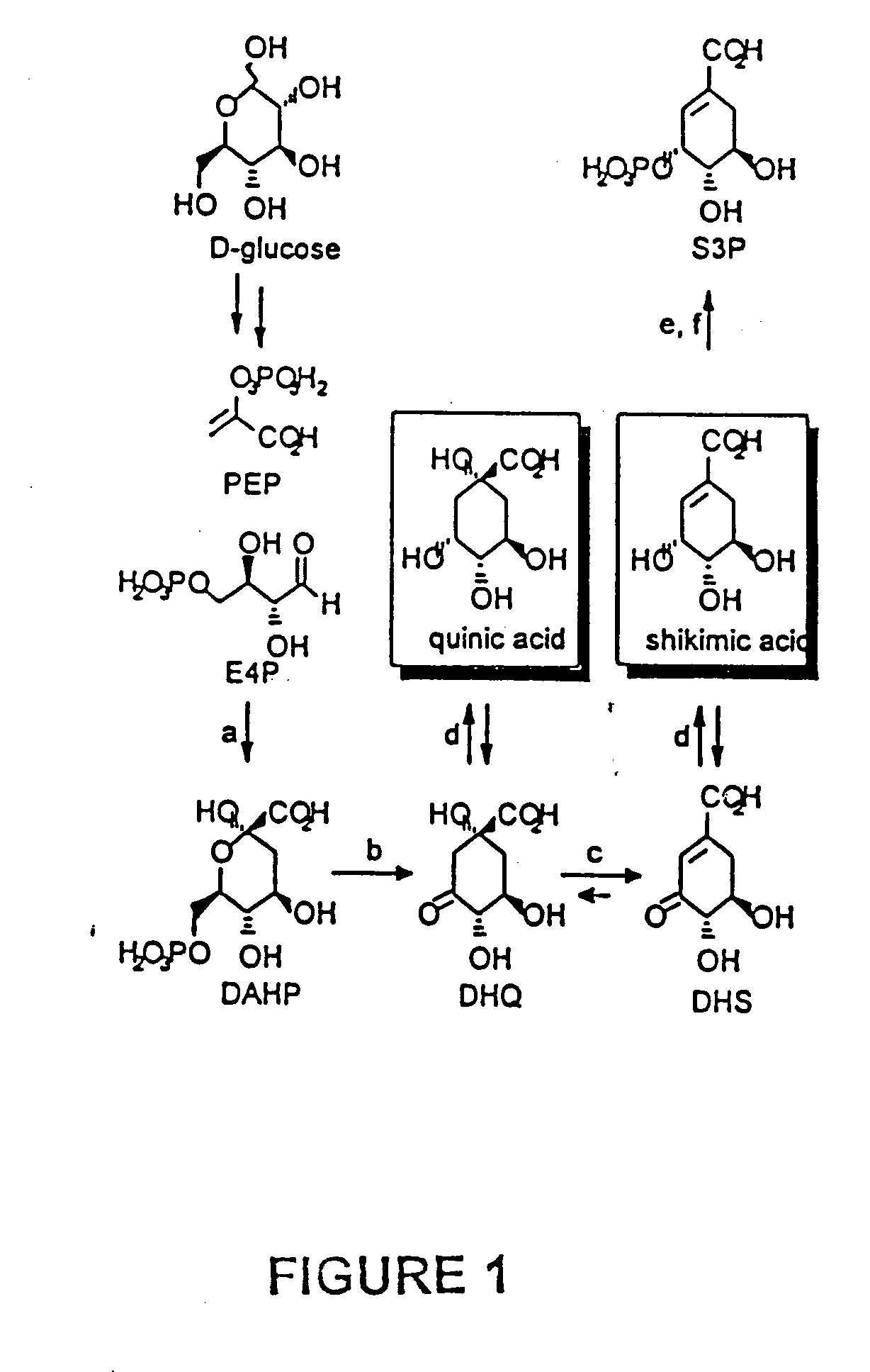 Biocatalytic synthesis of quinic acid and conversion to hydroquinone