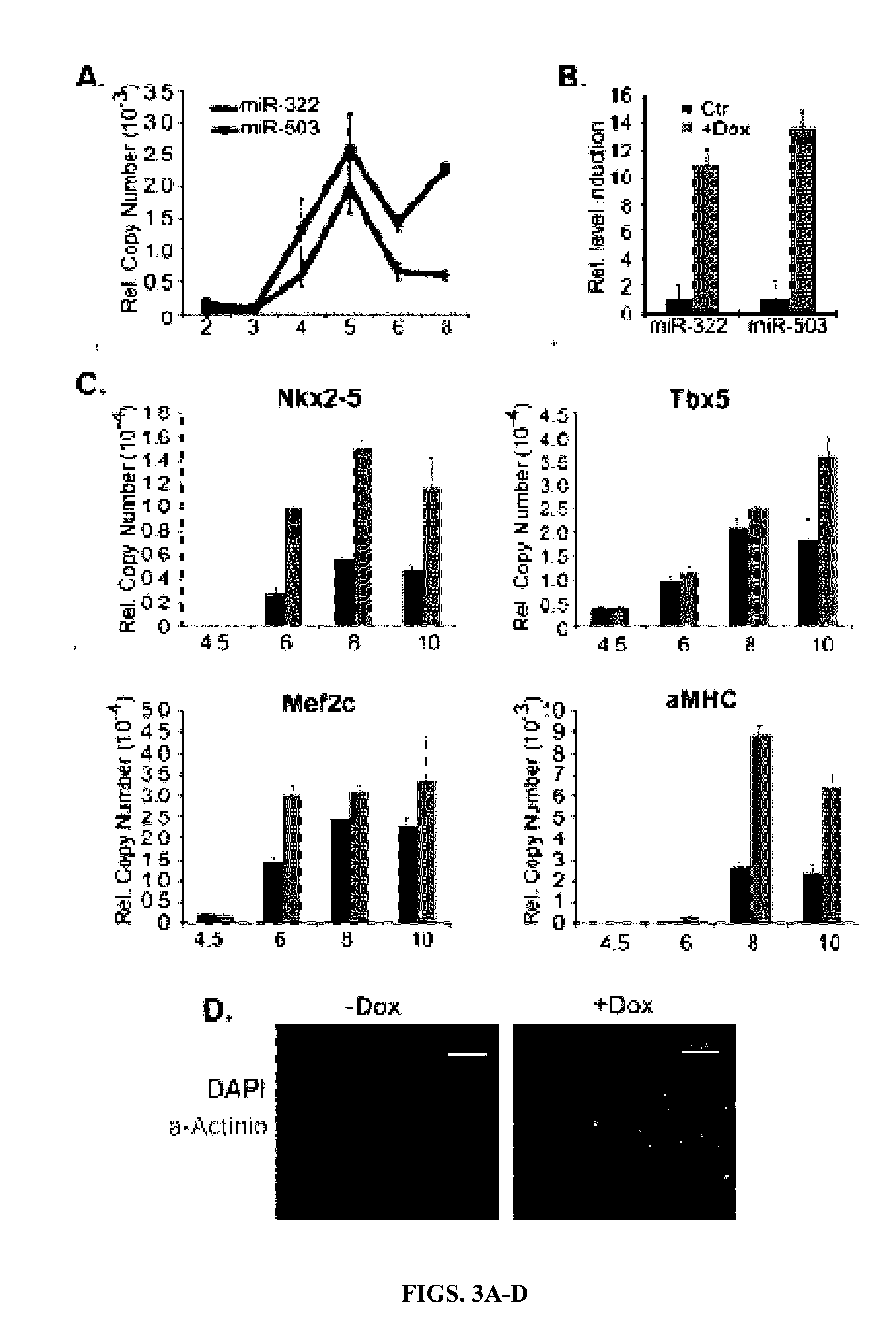 Therapeutic mirnas for treating heart and skeletal muscle diseases