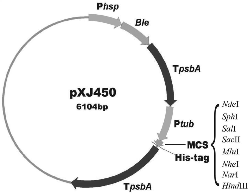 Nannochloropsis oculata genetic transformation system, gene for synthesizing triglyceride and application