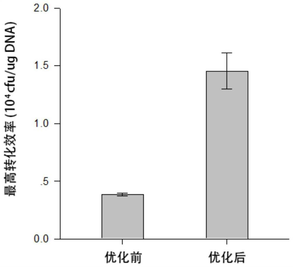 Nannochloropsis oculata genetic transformation system, gene for synthesizing triglyceride and application