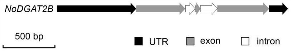 Nannochloropsis oculata genetic transformation system, gene for synthesizing triglyceride and application