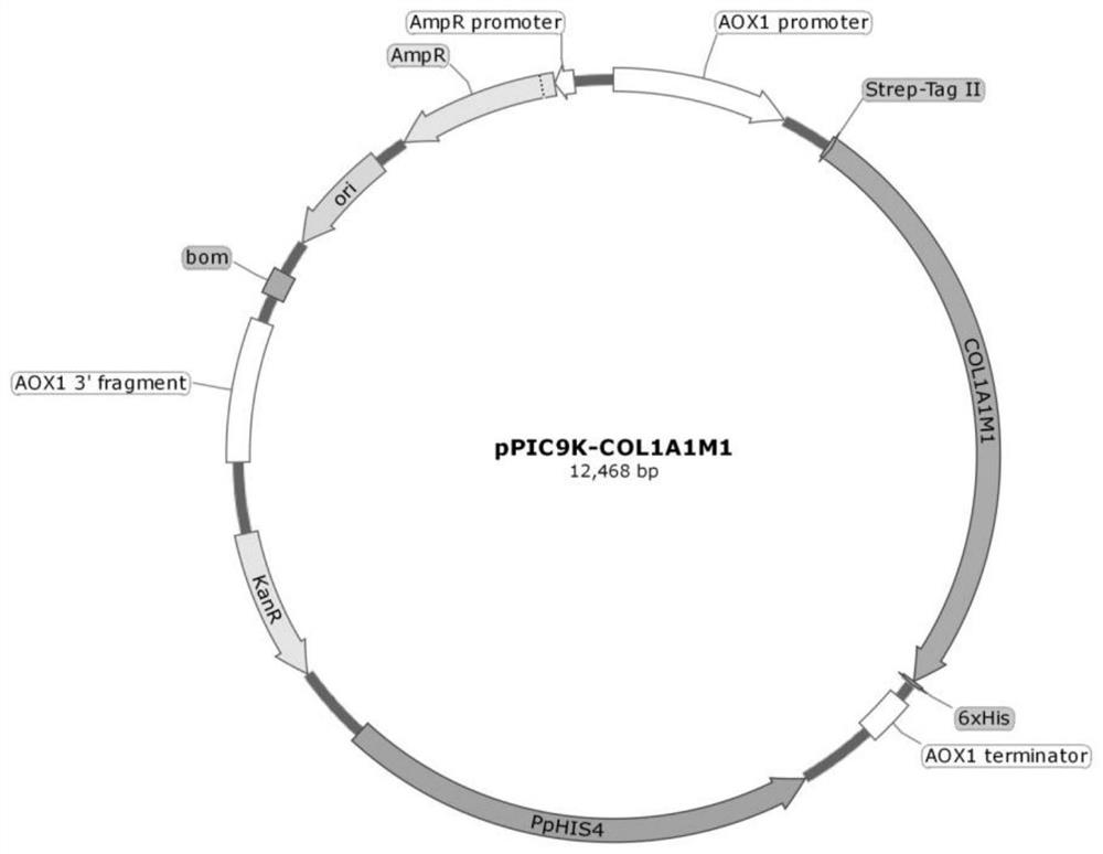 Recombinant collagen as well as preparation method and application thereof