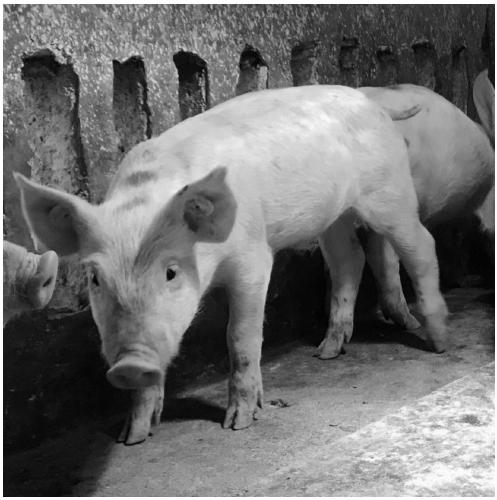Coronavirus resistant clone pig and preparation method thereof