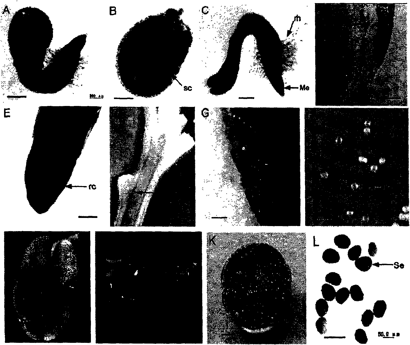 Gene promoter originated from cotton and its application