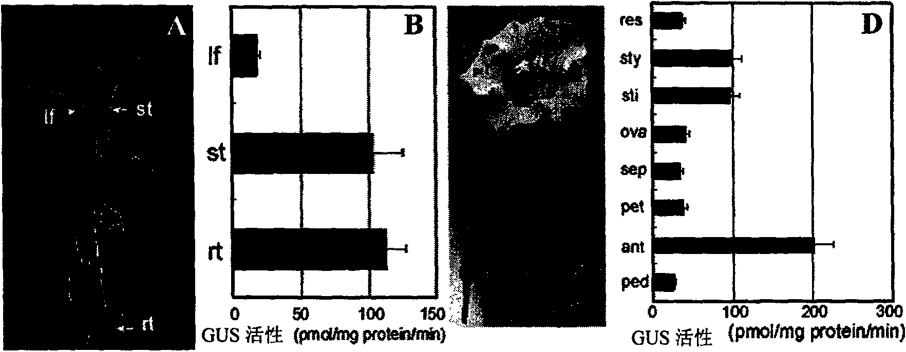 Gene promoter originated from cotton and its application