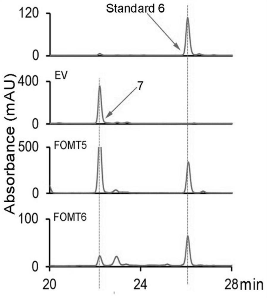 Scutellariae radix flavone methoxytransferase gene, and recombinant vector and application thereof