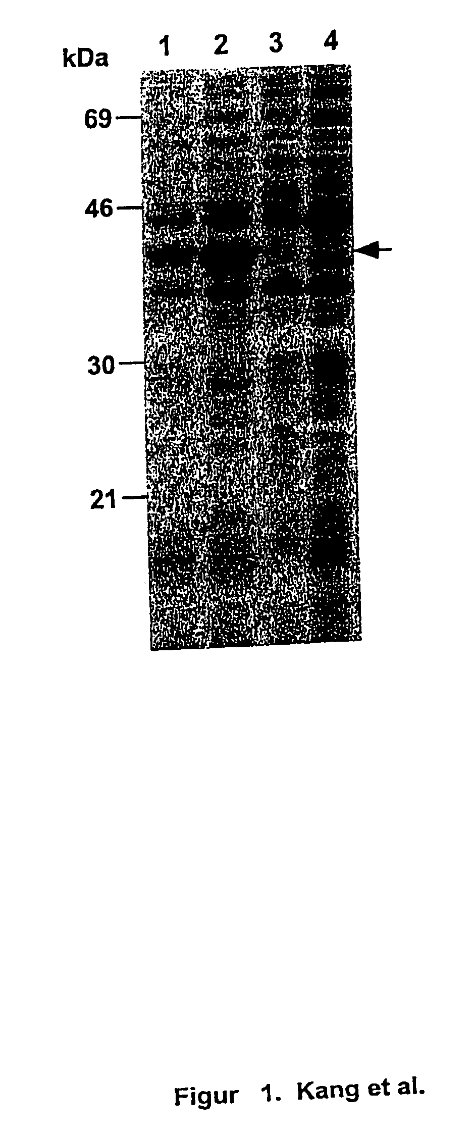 Immunogenic compositions and vaccines comprising carrier bacteria that secrete antigens