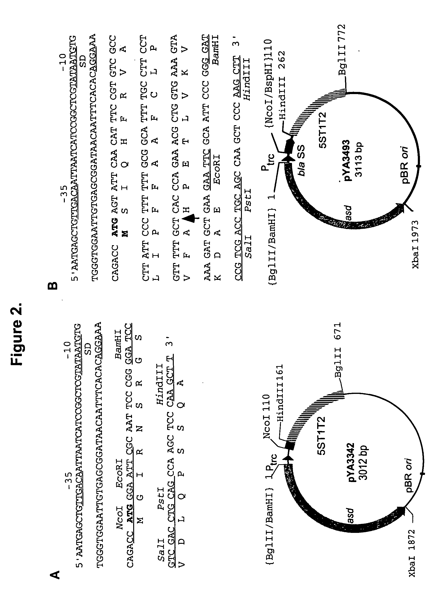 Immunogenic compositions and vaccines comprising carrier bacteria that secrete antigens