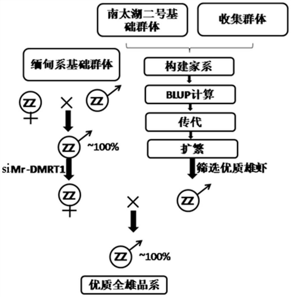 Breeding method for a fast-growing line of all-male Macrobrachium rosenbergii