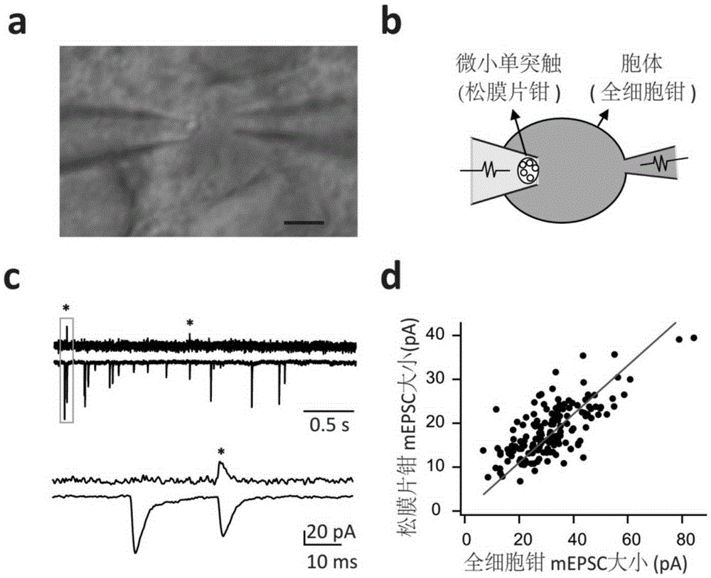 Electrical activity recording method for tiny single synaptic neurons