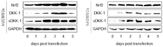 A double-gene co-expression plasmid pires2-nrf2-dkk1 and its preparation method and application