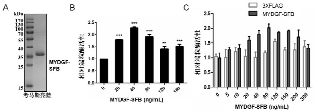 Application of mydgf protein in preparation of regulators for telomerase expression and cell senescence