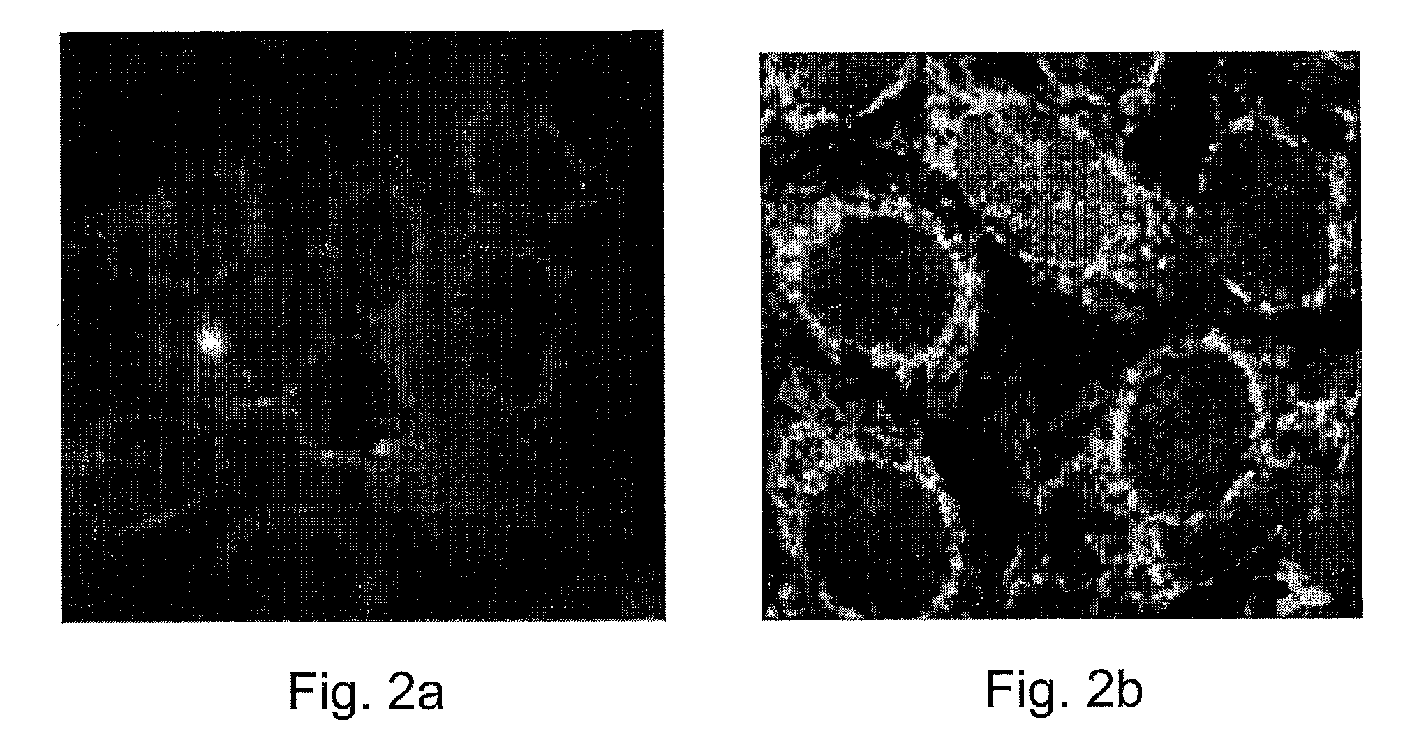 Cytochrome c protein and assay