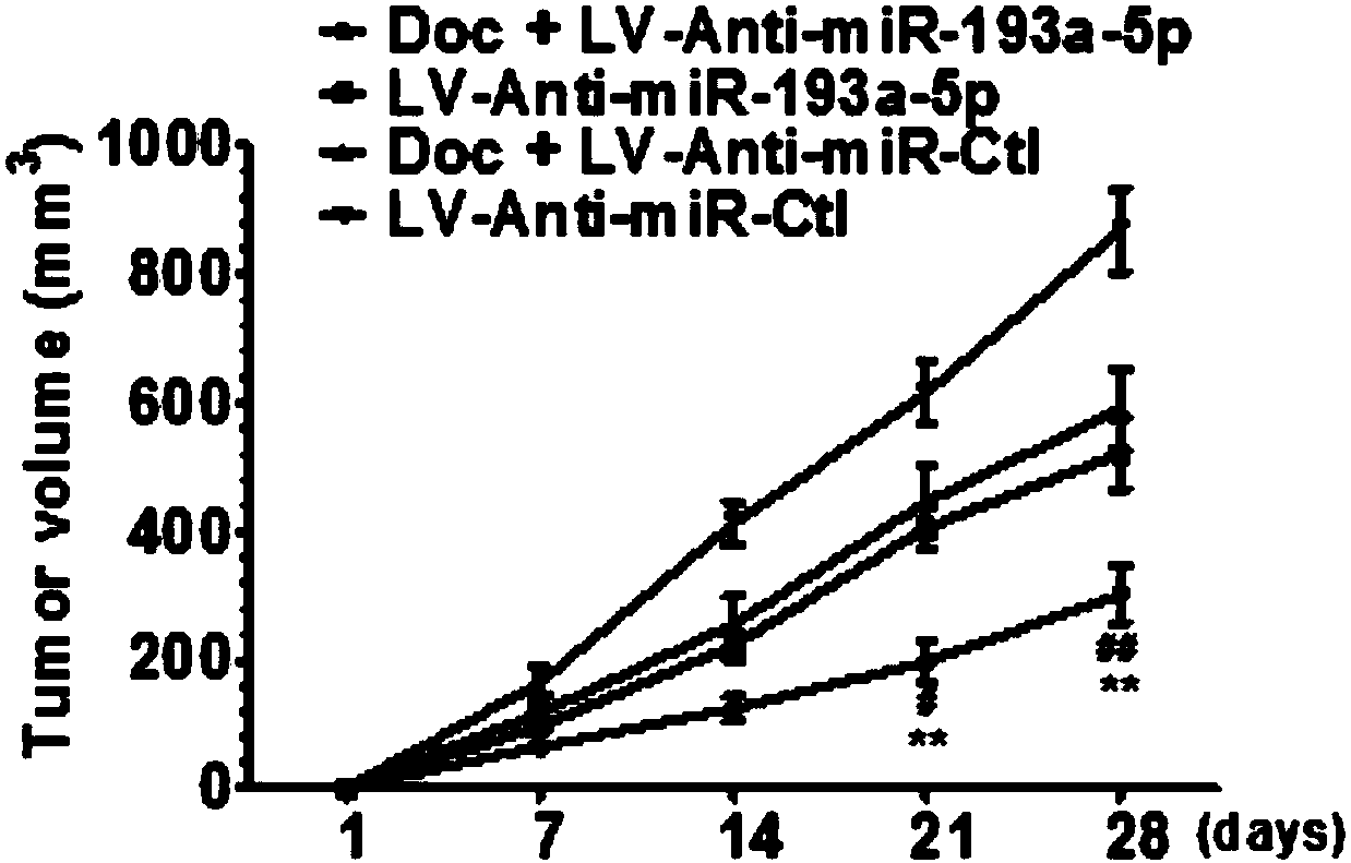 Application of miR-193a-5p antagonist or medicine composition of miR-193a-5p antagonist