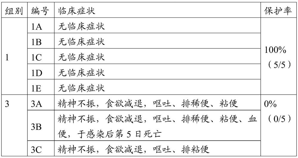 Canine parvovirus attenuated strain, vaccine composition prepared from canine parvovirus attenuated strain and application