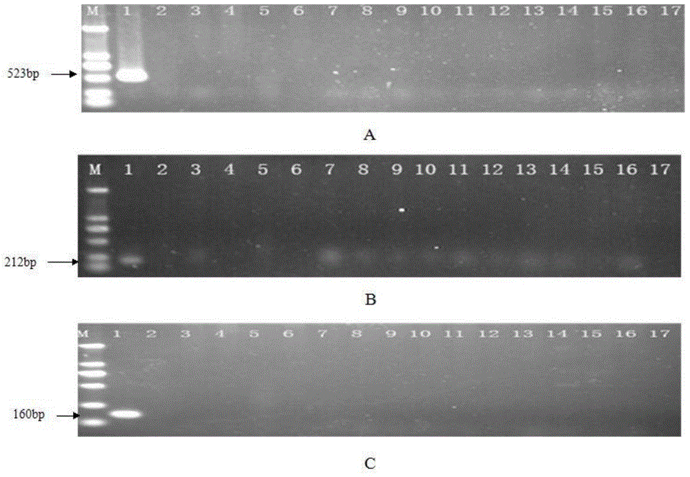 Target genes for detecting salmonella paratyphi, PCR primer pair as well as detection method and applications thereof