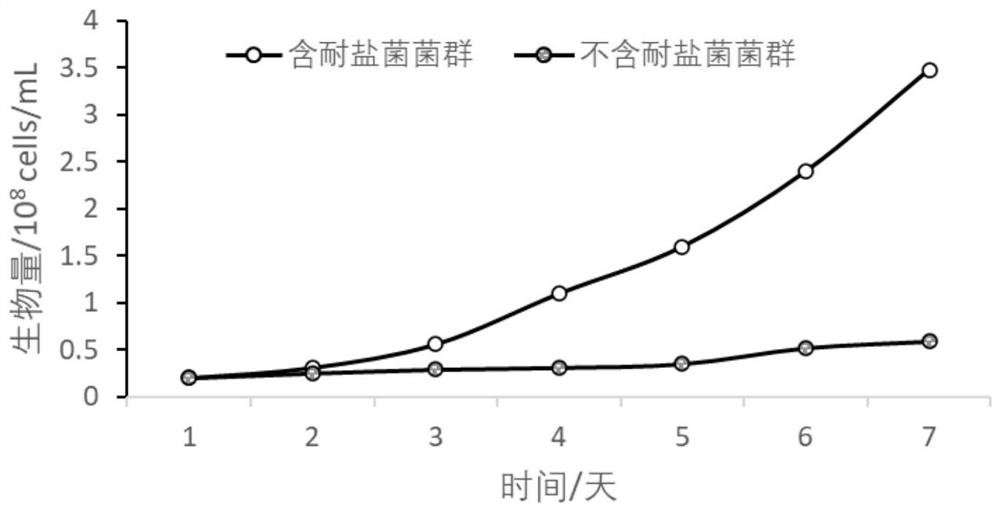 A microbial agent and extraction method for extracting copper from high-salt sulfide electroplating sludge