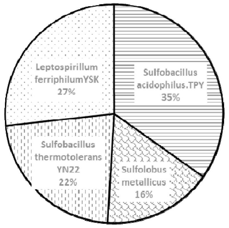 A microbial agent and extraction method for extracting copper from high-salt sulfide electroplating sludge