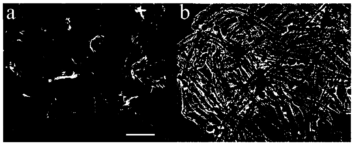 Preparation method of Co2P/NPC electrocatalyst