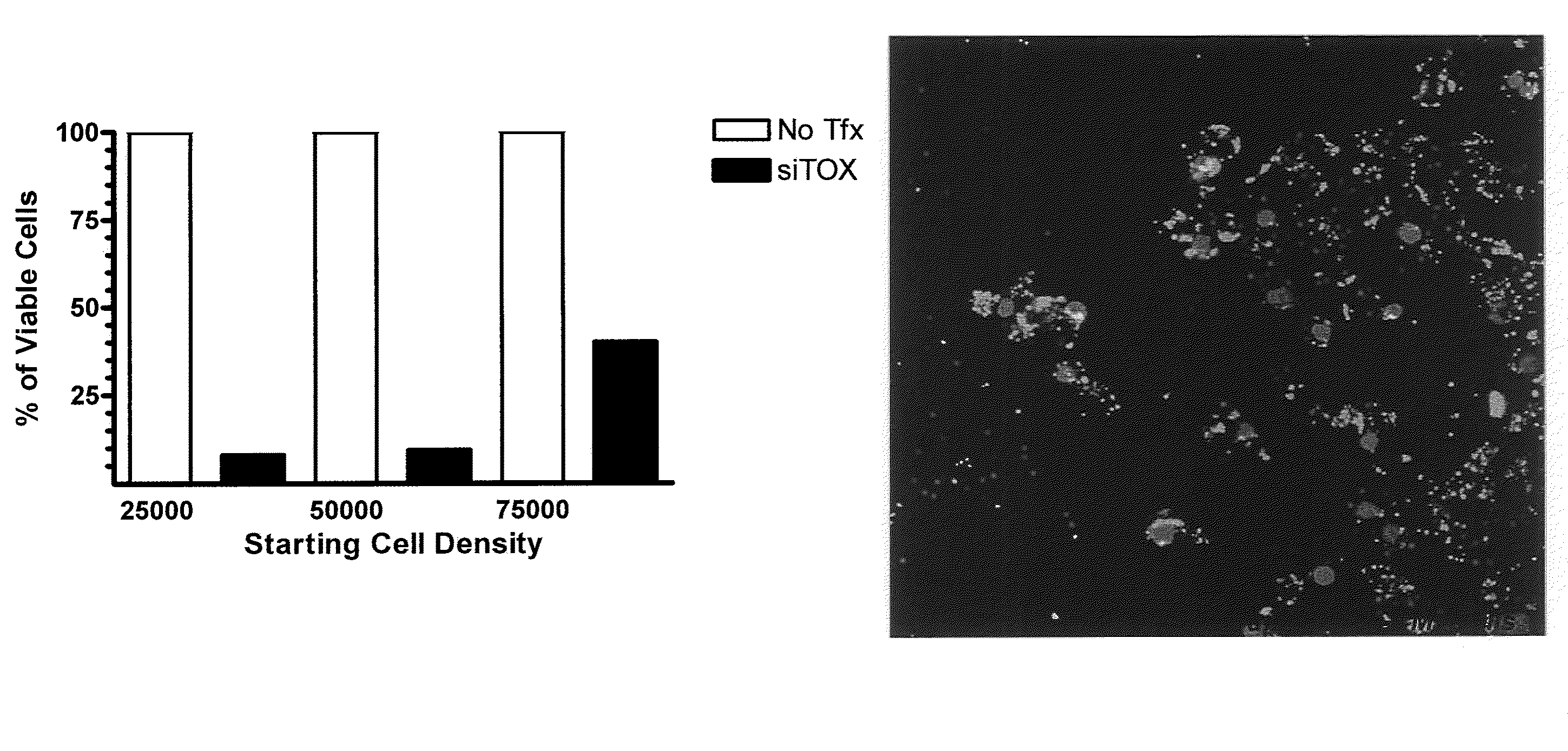 RNAi INHIBITION OF CTGF FOR TREATMENT OF OCULAR DISORDERS