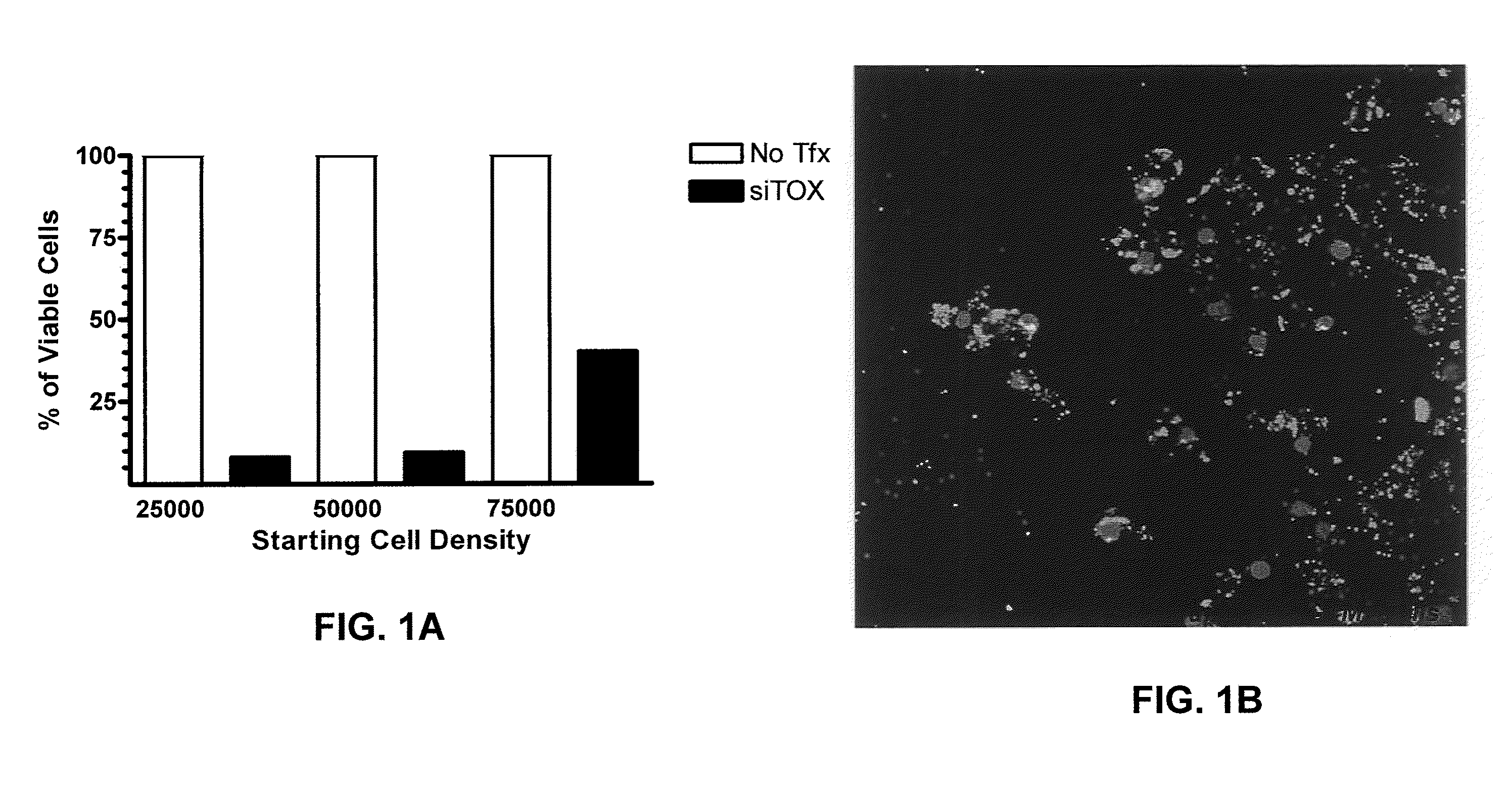 RNAi INHIBITION OF CTGF FOR TREATMENT OF OCULAR DISORDERS