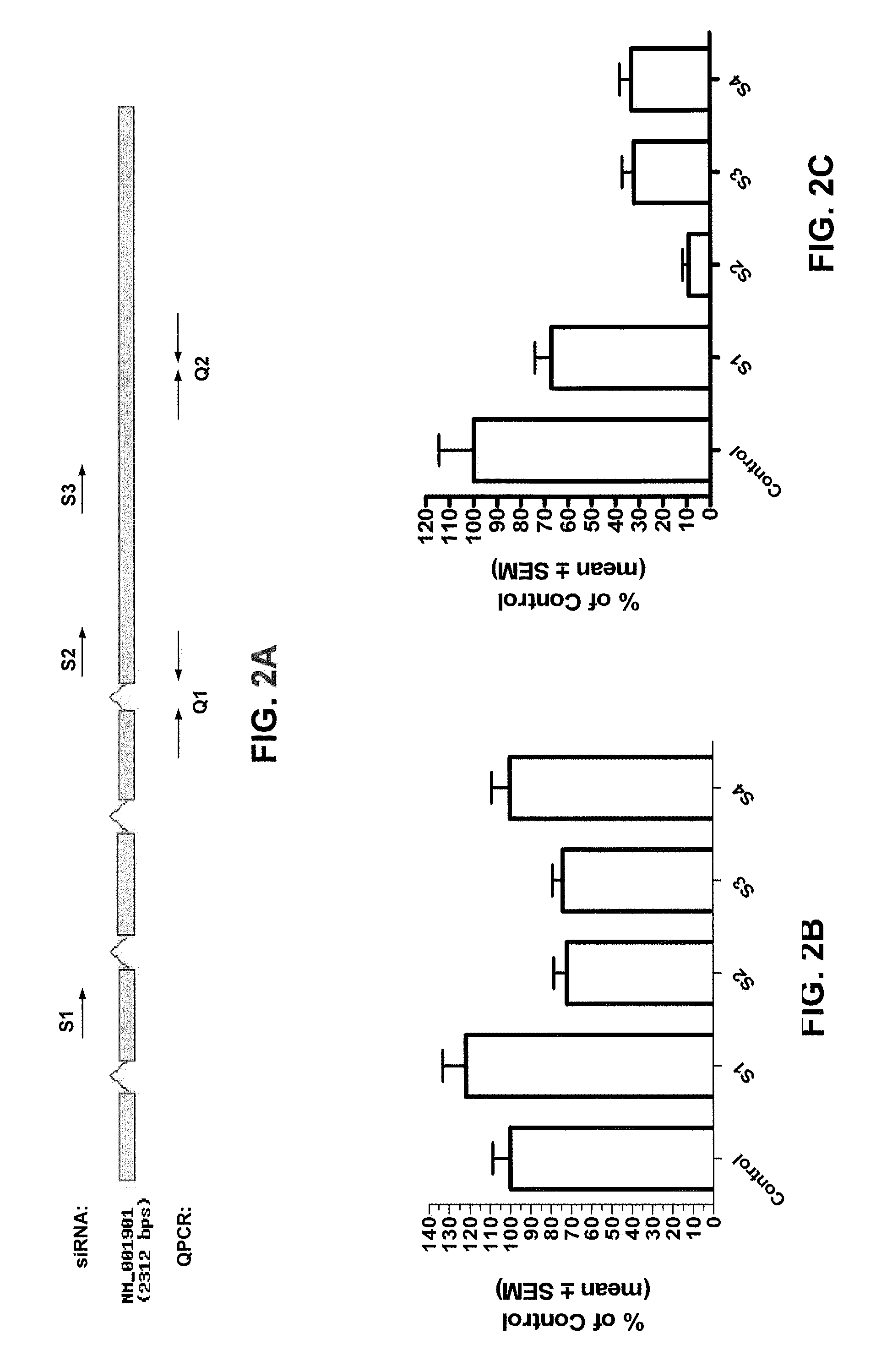 RNAi INHIBITION OF CTGF FOR TREATMENT OF OCULAR DISORDERS