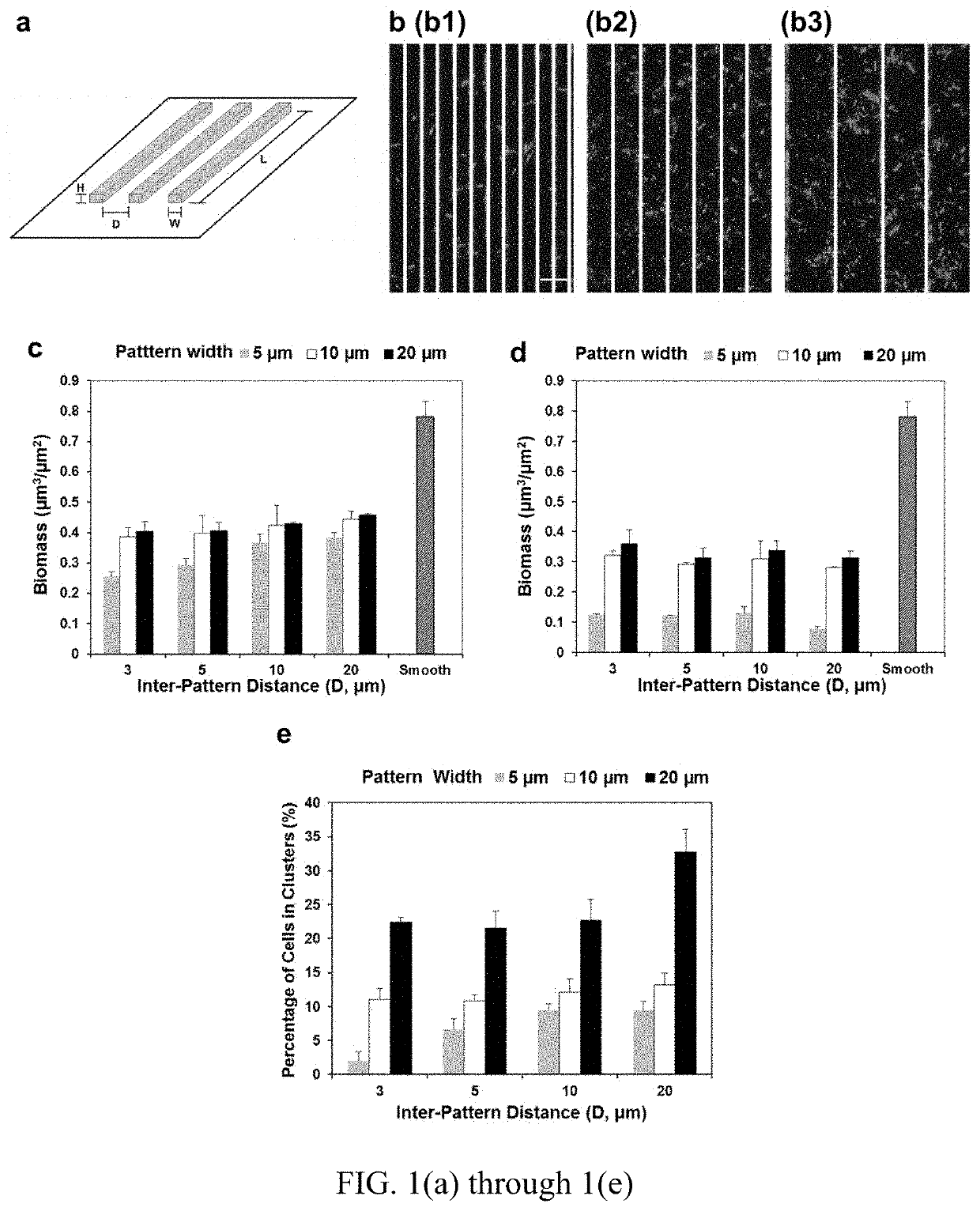 Antifouling urinary catheters with shape-memory topographic patterns