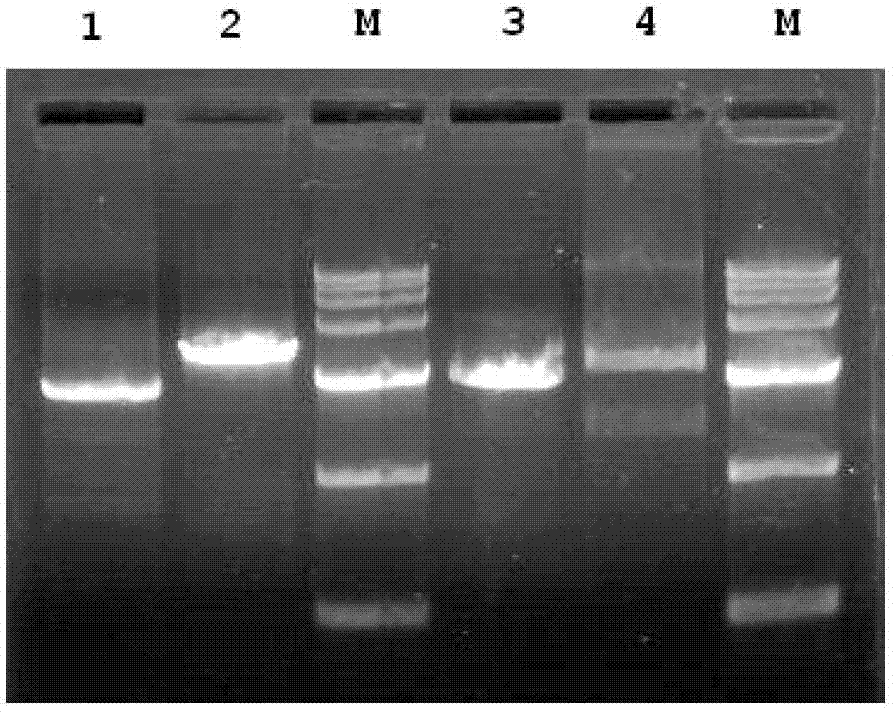 DNA (Deoxyribose Nucleic Acid)-based infectious clone of a Japanese encephalitis virus SA14-14-2 strain, as well as construction method and application thereof