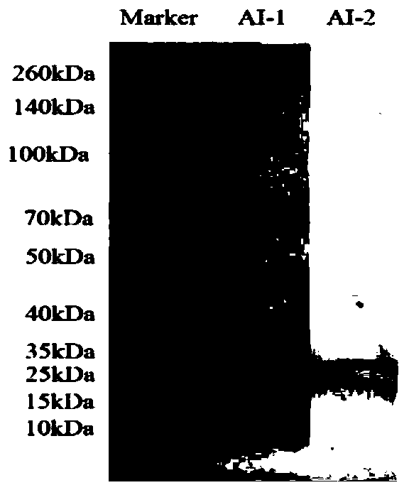 Alpha-amylase inhibitor and preparation technology and application thereof