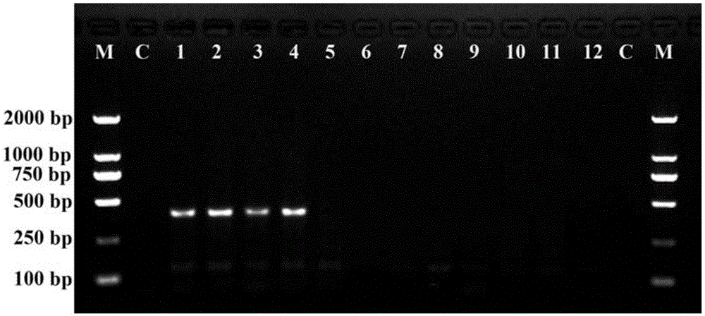 Nucleotide sequence, molecular probe and method for identifying taxus media seedling
