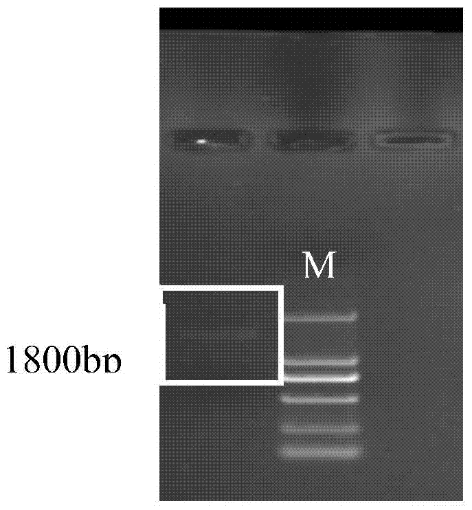 Artificially modified glucose oxidase gene and expression application thereof