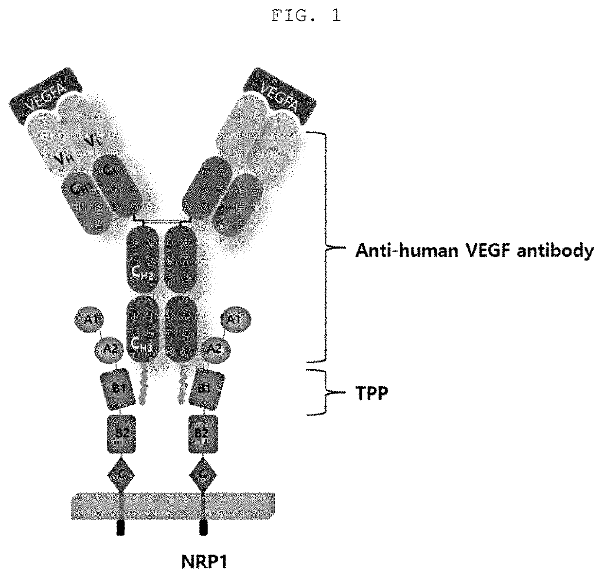 Pharmaceutical composition containing, as active ingredient, fusion protein in which tumor-penetrating peptide and antiangiogenesis agent are fused, for preventing and treating cancer or angiogenesis-related diseases