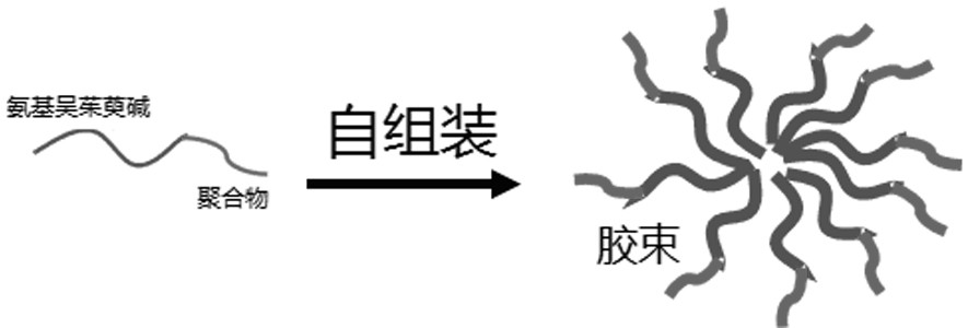 Aminoevodiamine polymer micelle and its preparation method and application