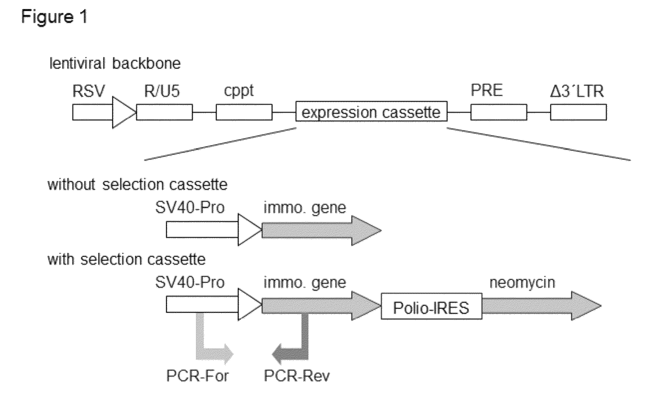 Methods and vectors for cell immortalisation