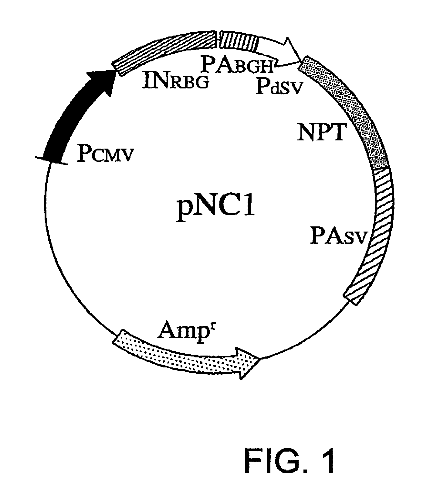 Expression vector for mass production of foreign gene-derived protein using animal cell and use thereof