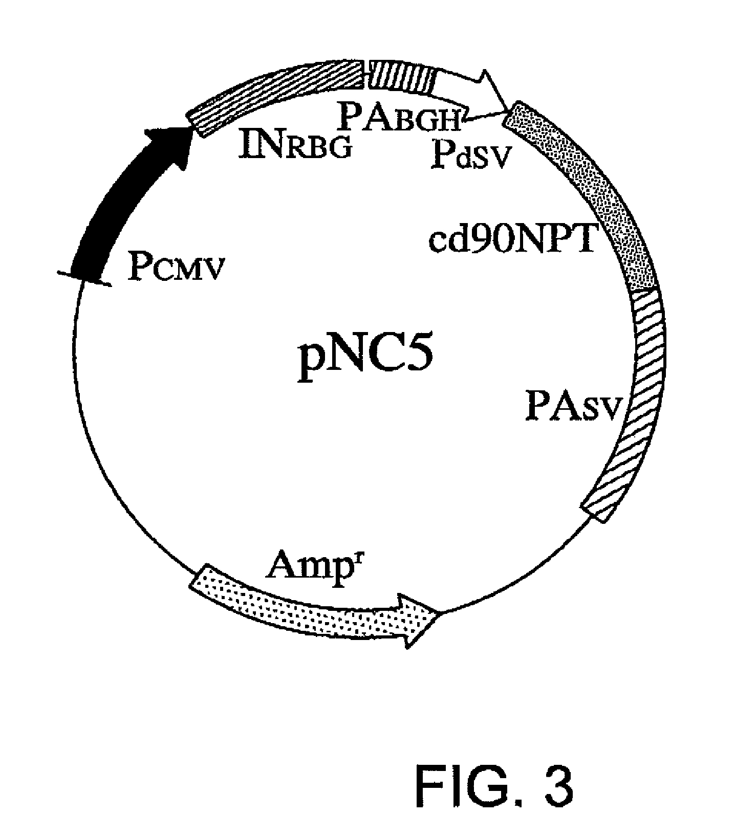 Expression vector for mass production of foreign gene-derived protein using animal cell and use thereof