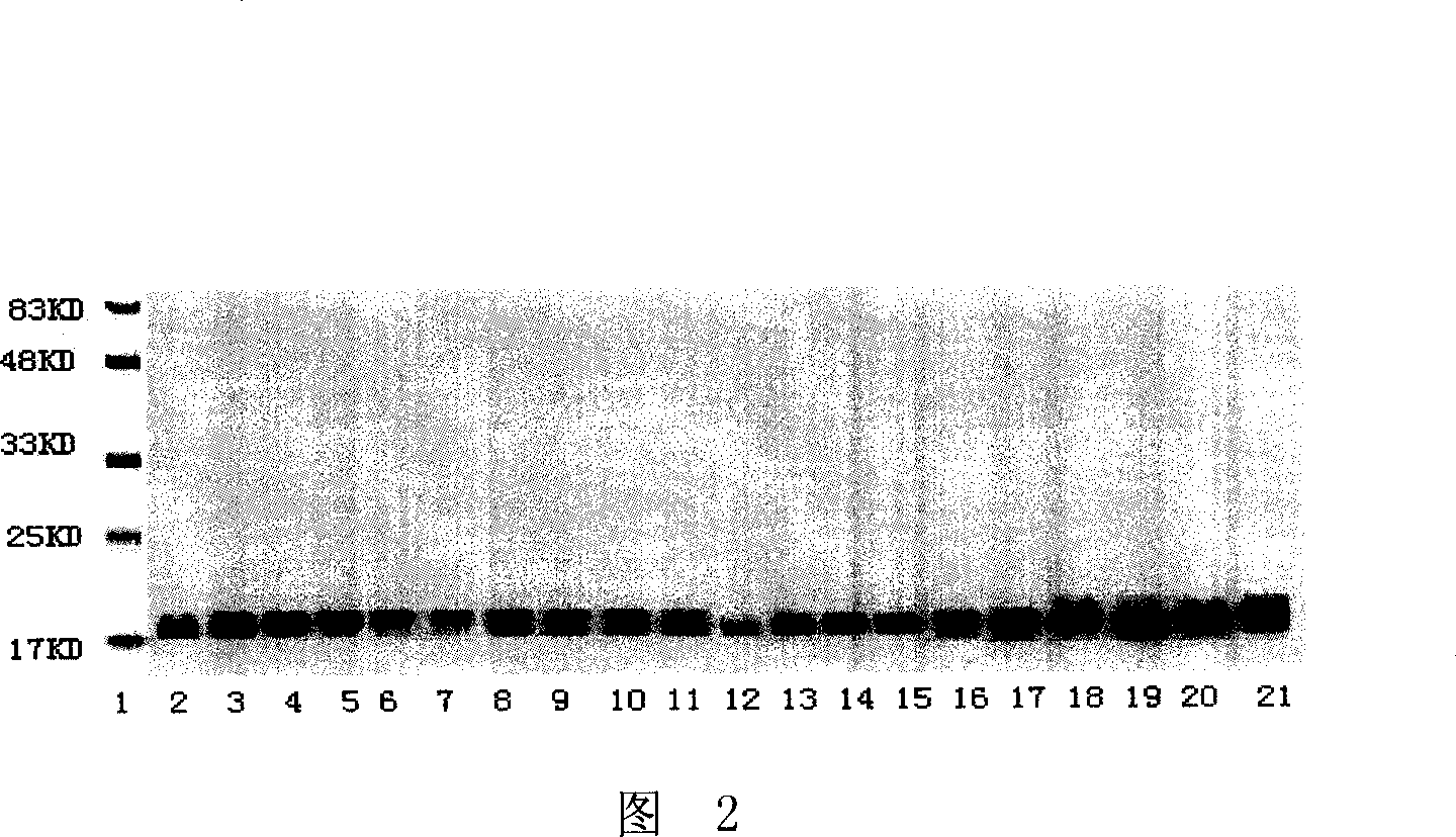 Recombination albumen of GLP-1 and analogue thereof and human lysozyme fusion and application thereof