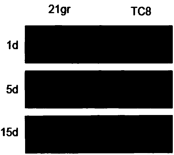 Application of chlamydomonas reinhardtii RFC1 gene in regulation of cadmium tolerance of chlamydomonas reinhardtii