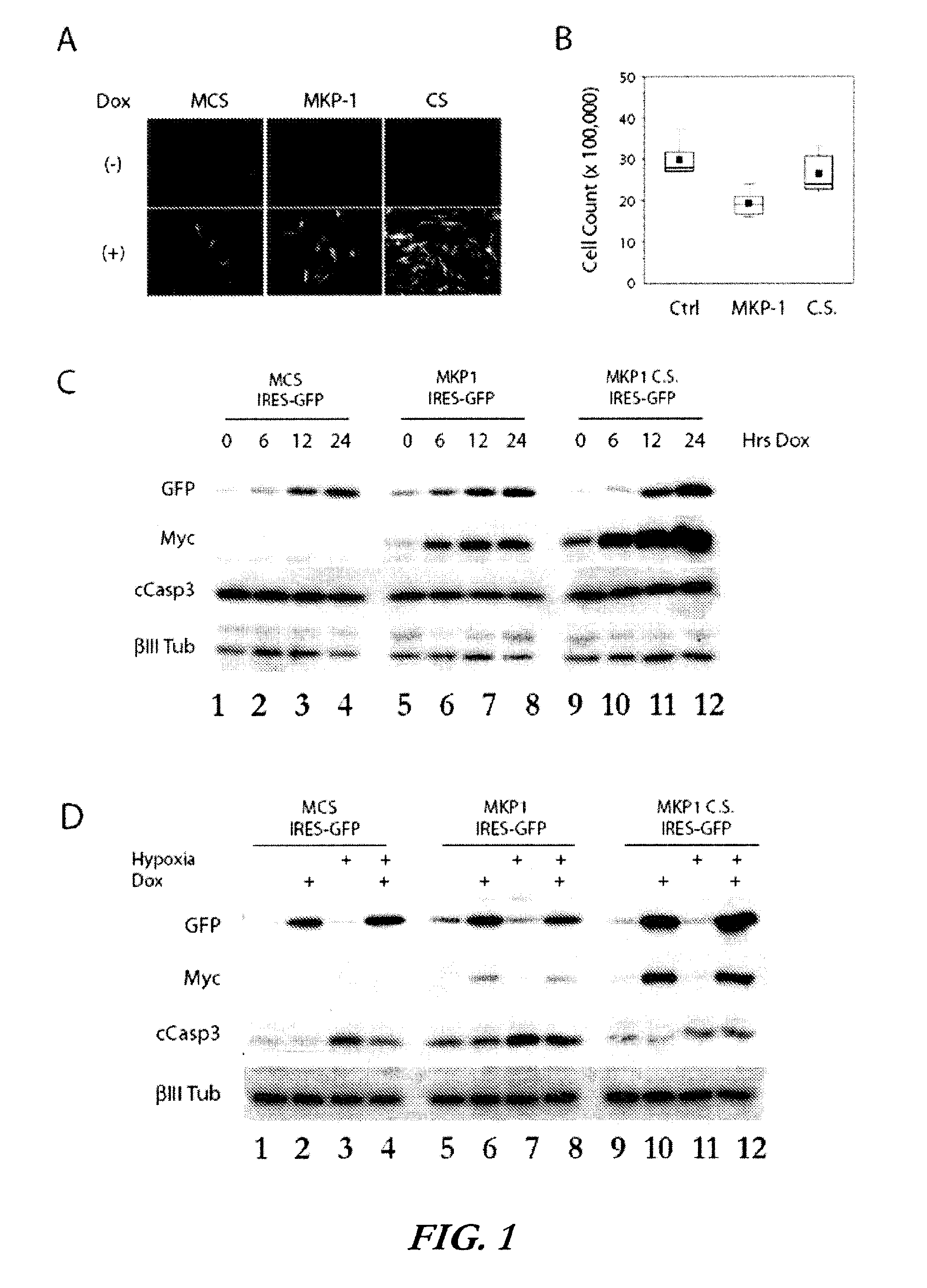Methods of treatment and screening assays for HIF-1α regulation