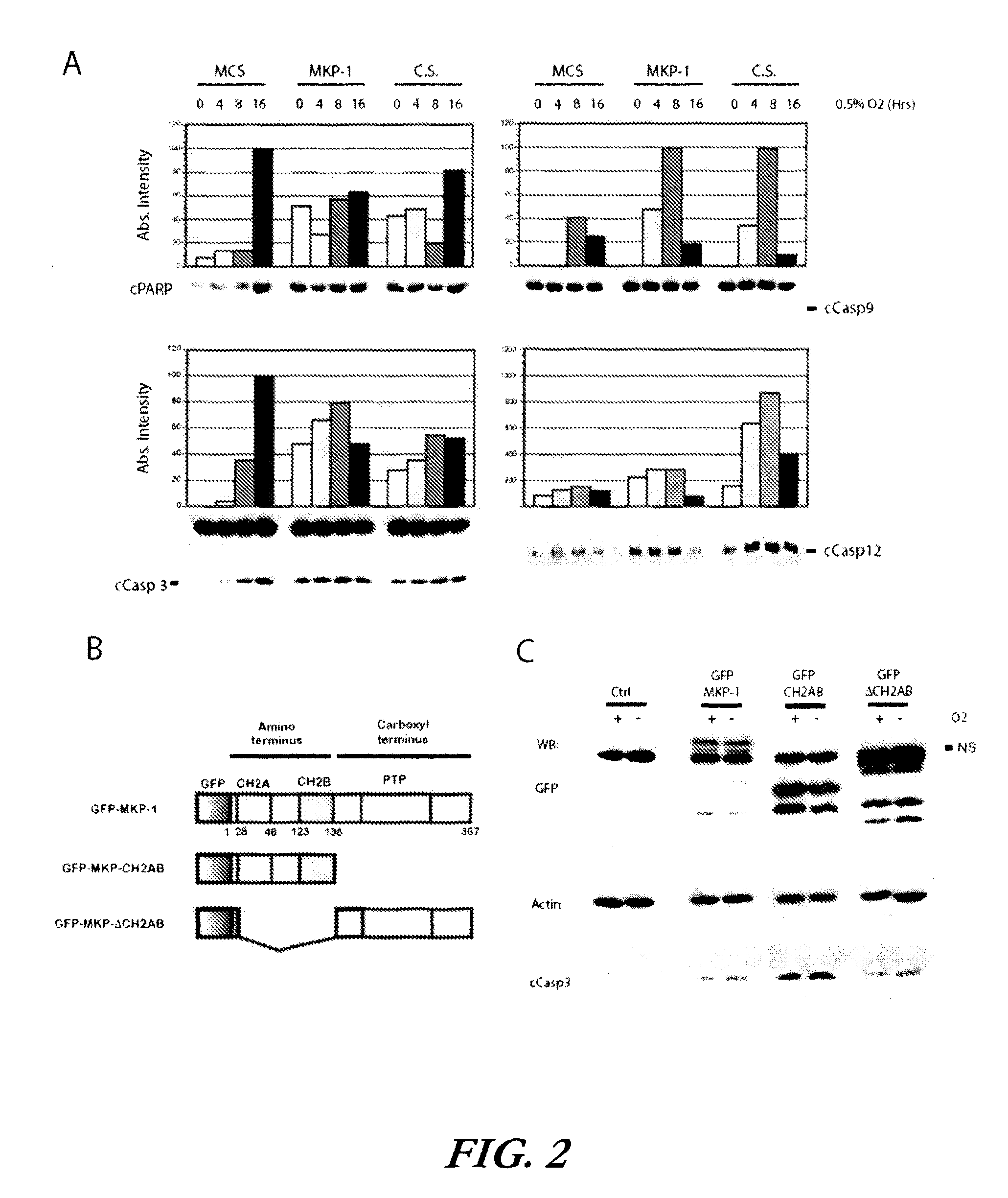 Methods of treatment and screening assays for HIF-1α regulation