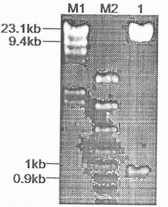 Applications of gene relating to pathogenic mechanism of xanthomonas campestris pathovar campestris