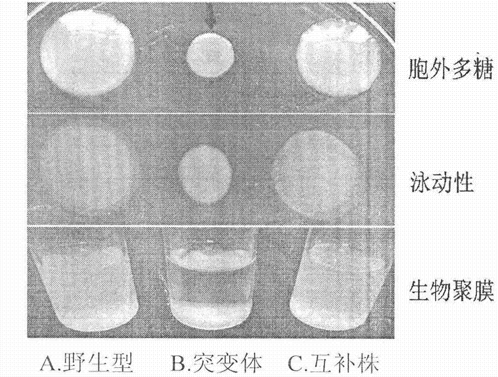 Applications of gene relating to pathogenic mechanism of xanthomonas campestris pathovar campestris