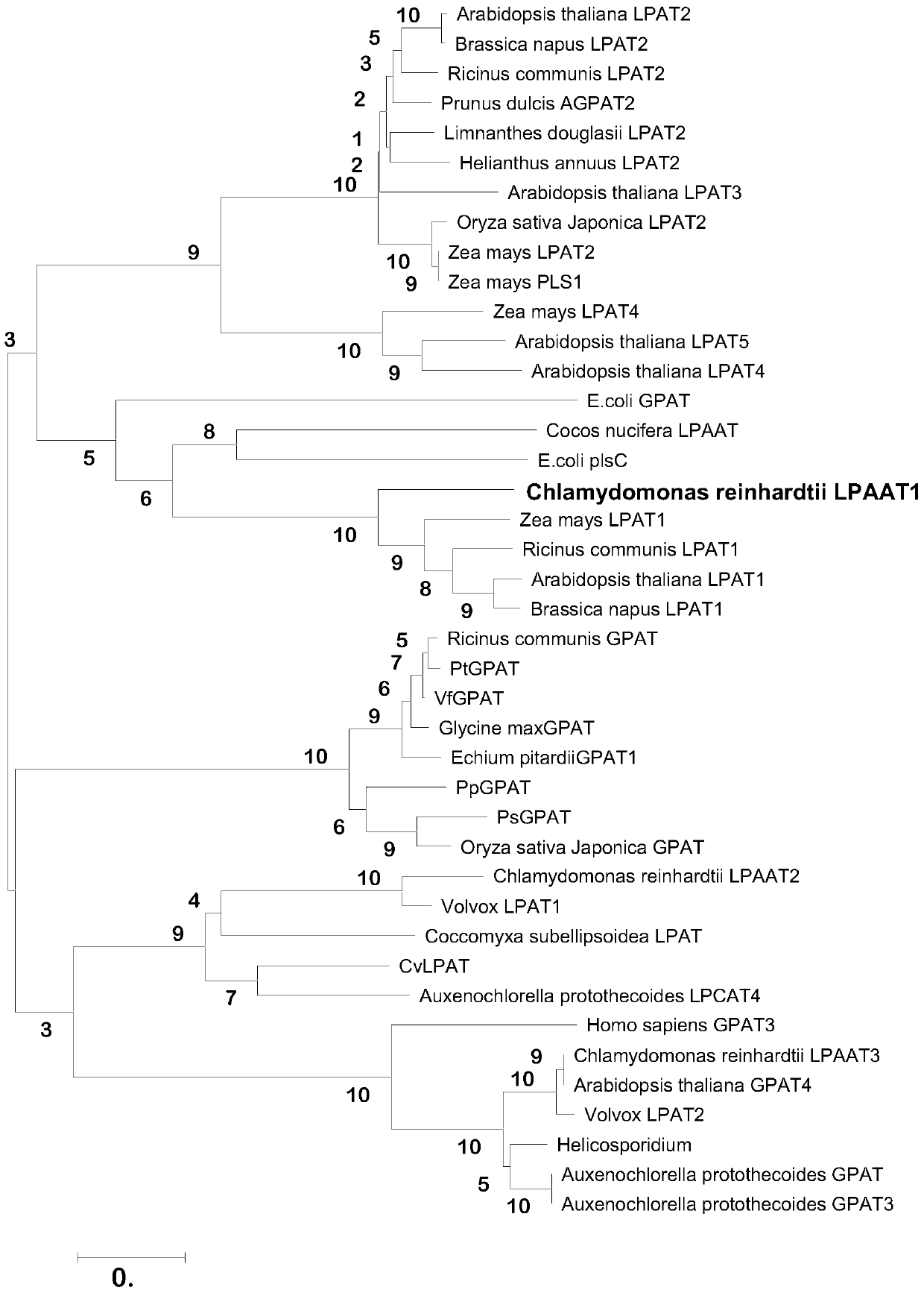 Chlamydomonas reinhardtii hemolytic phosphatidic acid acyltransferase and its gene and application