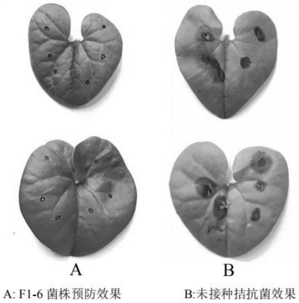 An antagonistic fungal strain for preventing and treating asarum leaf blight and its application